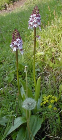 10-orchis-purpurea