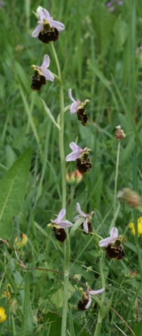 12-ophrys-fuciflora