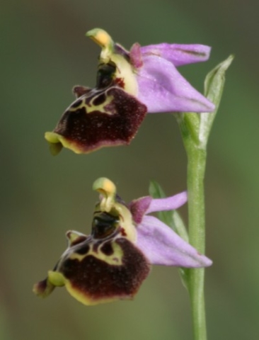 13-ophrys-fuciflora