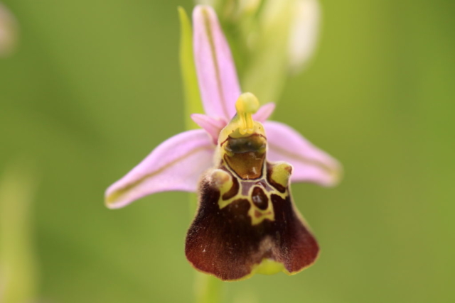 15-ophrys-fuciflora