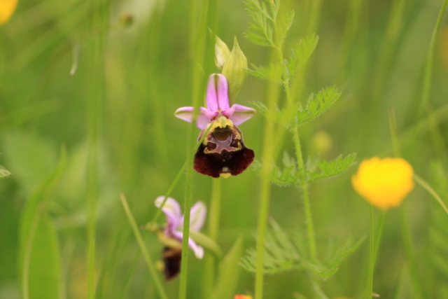 16-ophrys-fuciflora
