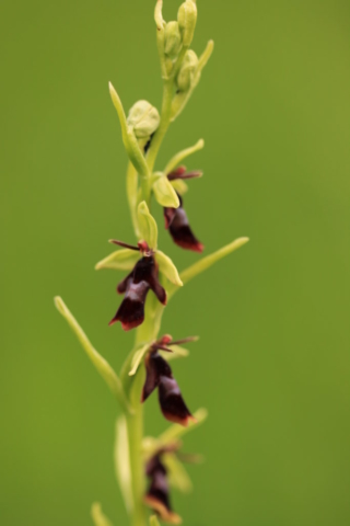 17-ophrys-insectiferas