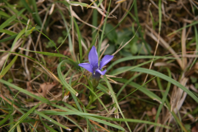 18-Gentianella ciliata