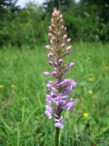 20-Gymnadenia conopsea