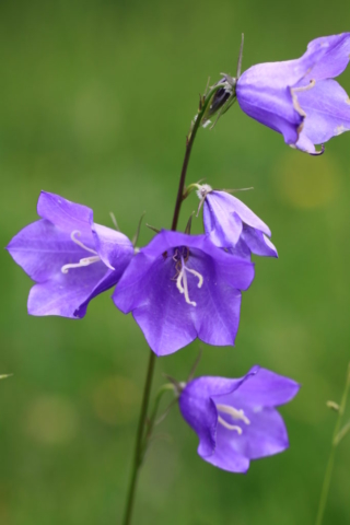 21-Campanula persicifolia