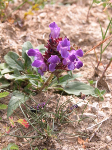 23-prunella vulgaris